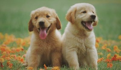 Everything You Need to Know About Pet Insurance