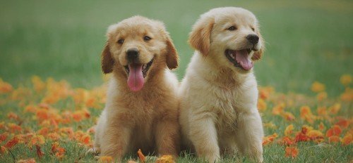 Everything You Need to Know About Pet Insurance